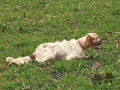 Setter Anglais NICKOS DES LONGS ABRIS Setter Anglais NICKOS DES LONGS ABRIS